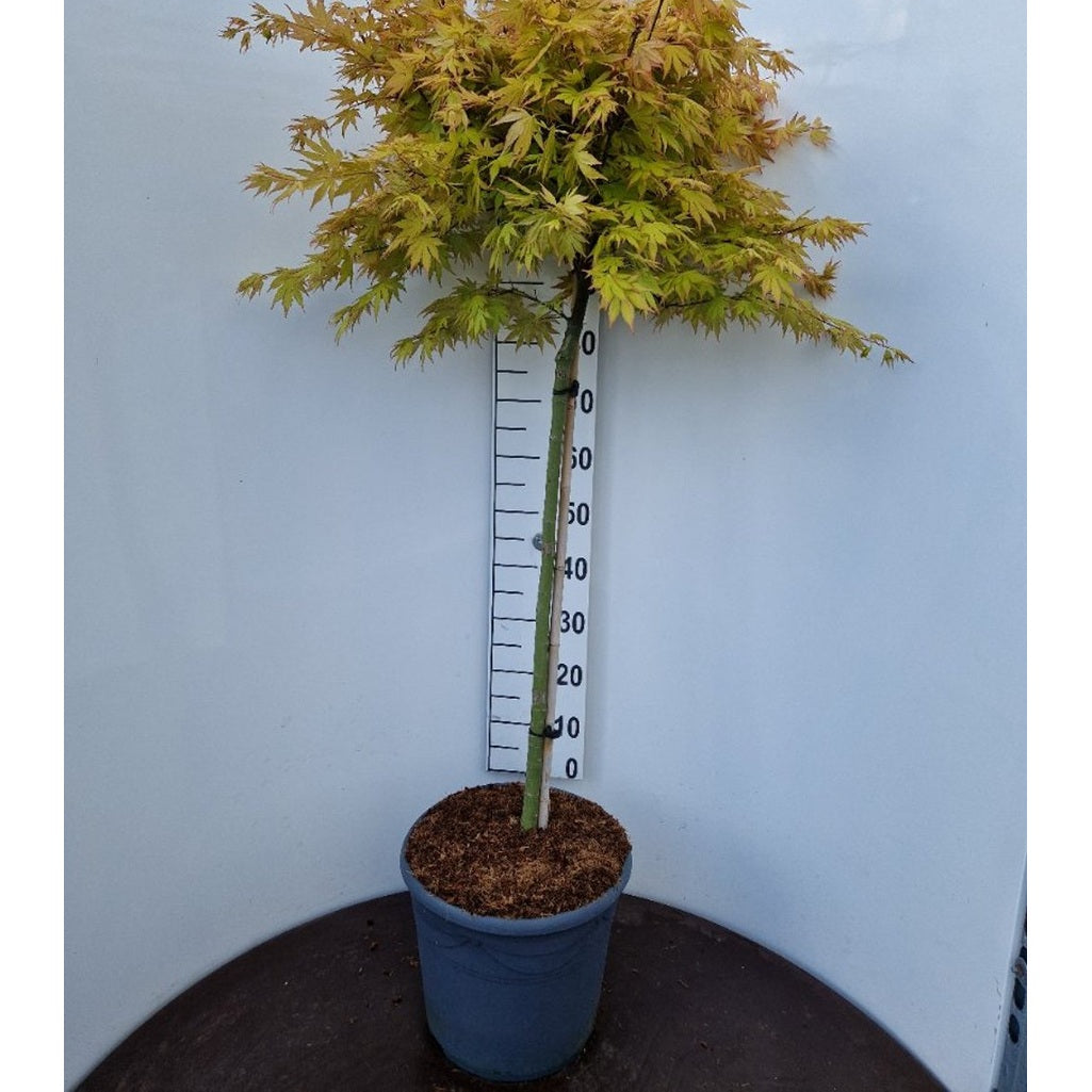 Japansk lönn – Acer pal. &