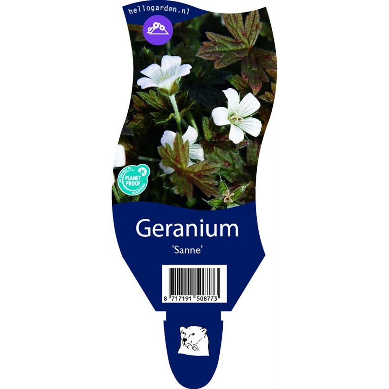 Näva – Geranium 'Sanne' - P11