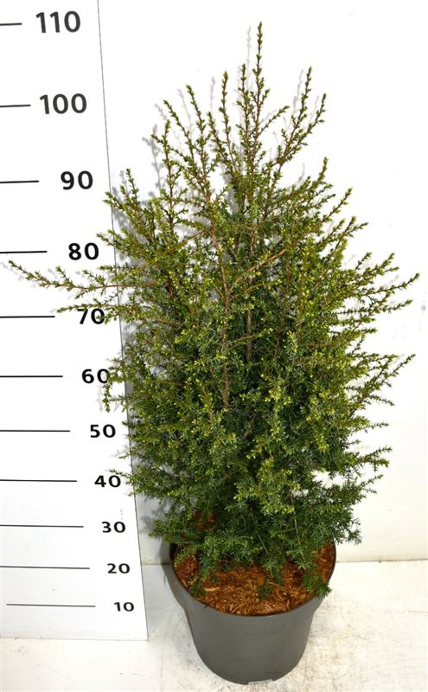 En – Juniperus communis &
