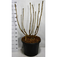 Sammets­hortensia – Hydrangea sargentiana - C45 100-125 cm.