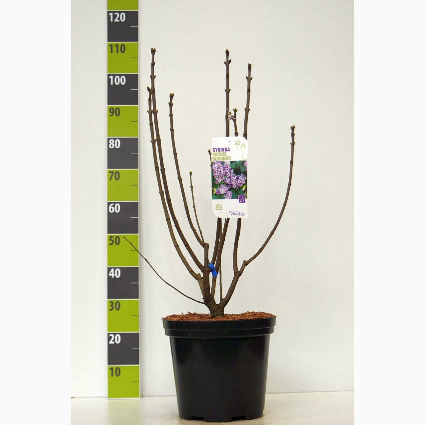 Syren (V); – Syringa vulgaris 'Michel Buchner' - C12 80-100 CM