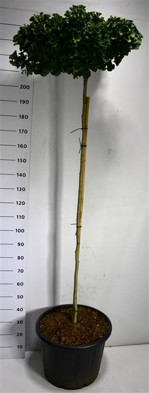 Tempelträd – Ginkgo biloba &