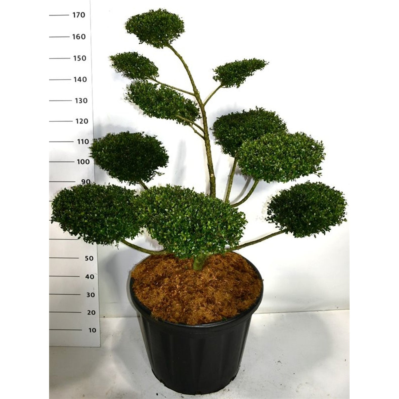 Japansk järnek – Ilex crenata 'Glory Gem' - 100-120 CM Bonsai Cont.