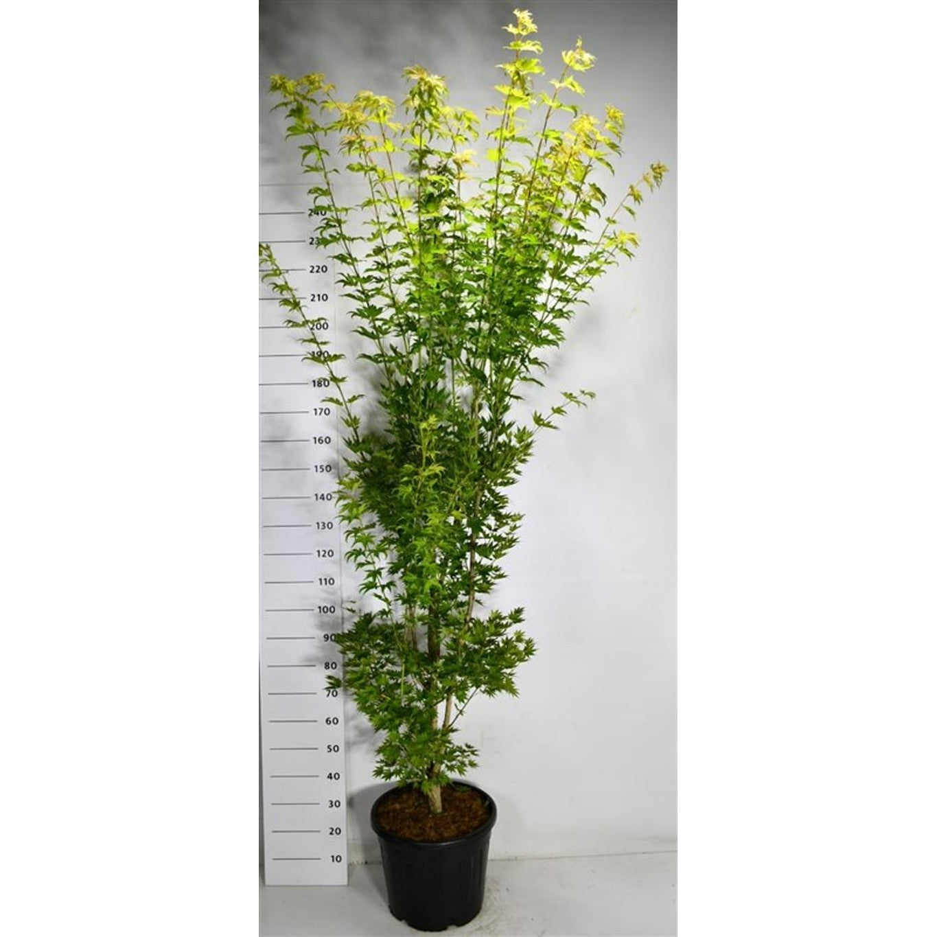 Japansk lönn – Acer shirasawanum 'Jordan' - C35 200-250 CM