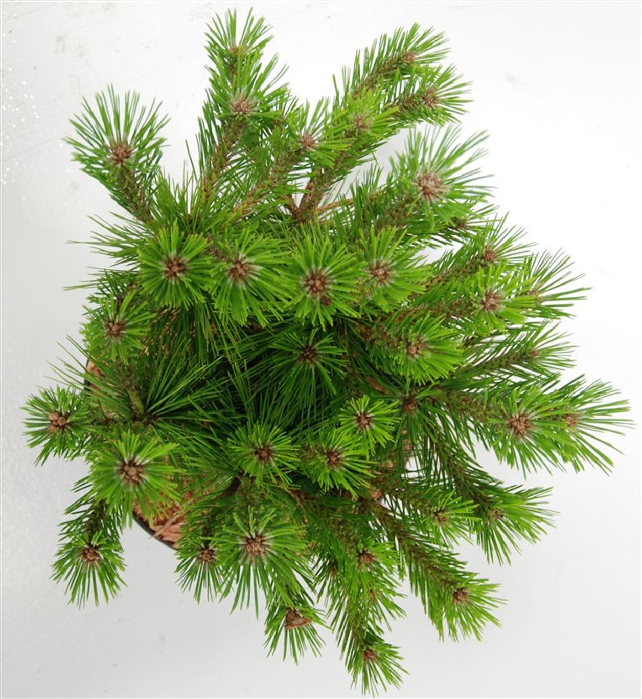 Svarttall – Pinus densiflora &