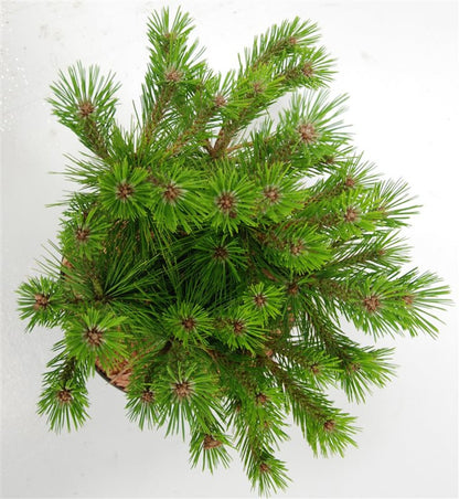 Svarttall – Pinus densiflora &