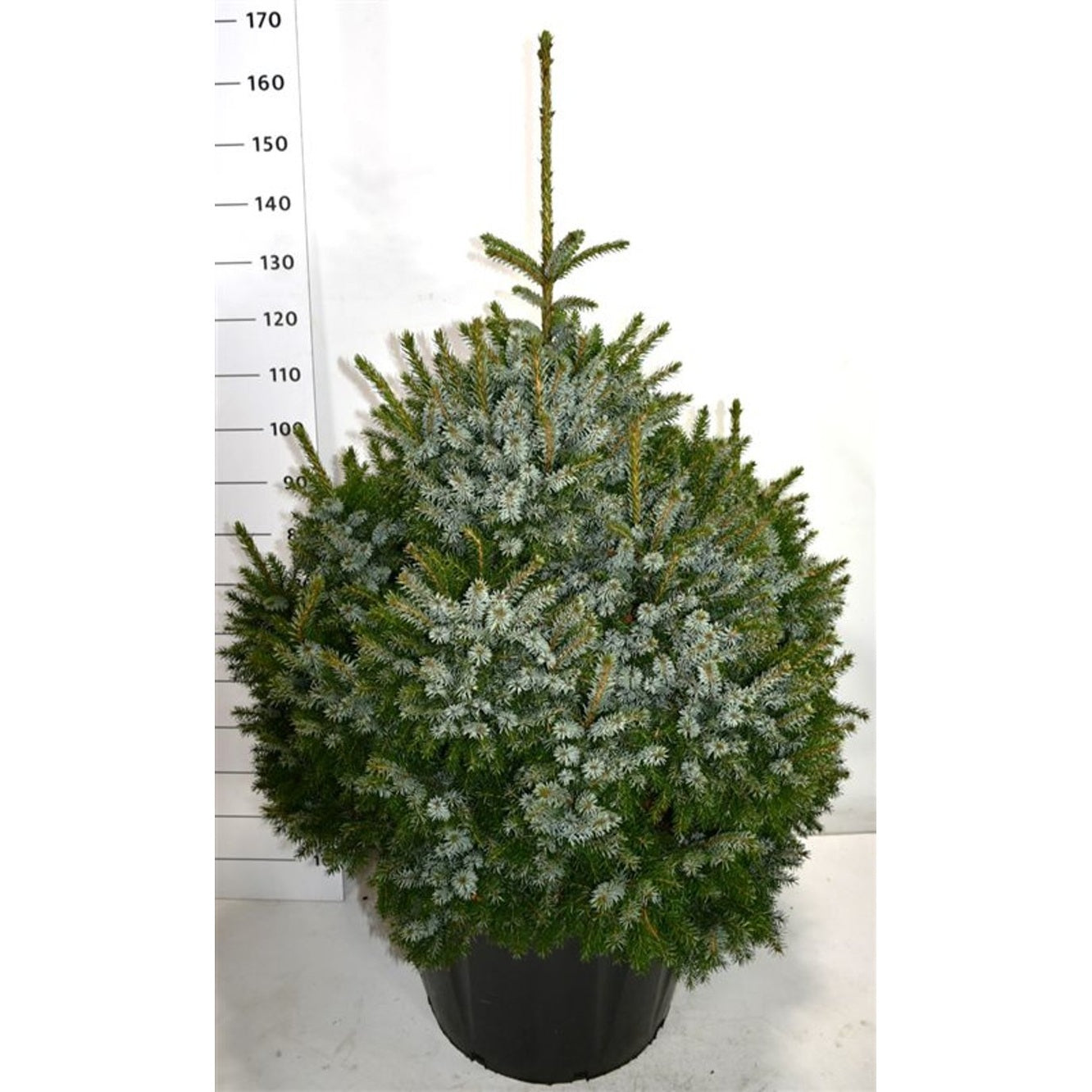 Serbgran – Picea omorika 'Nana' - C110 80-100 cm.