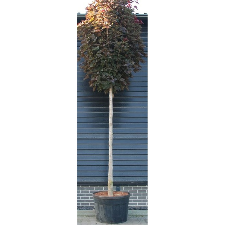 Spetslönn – Acer platanoides 'Crimson Sentry' - C1000 200 cm. Stam