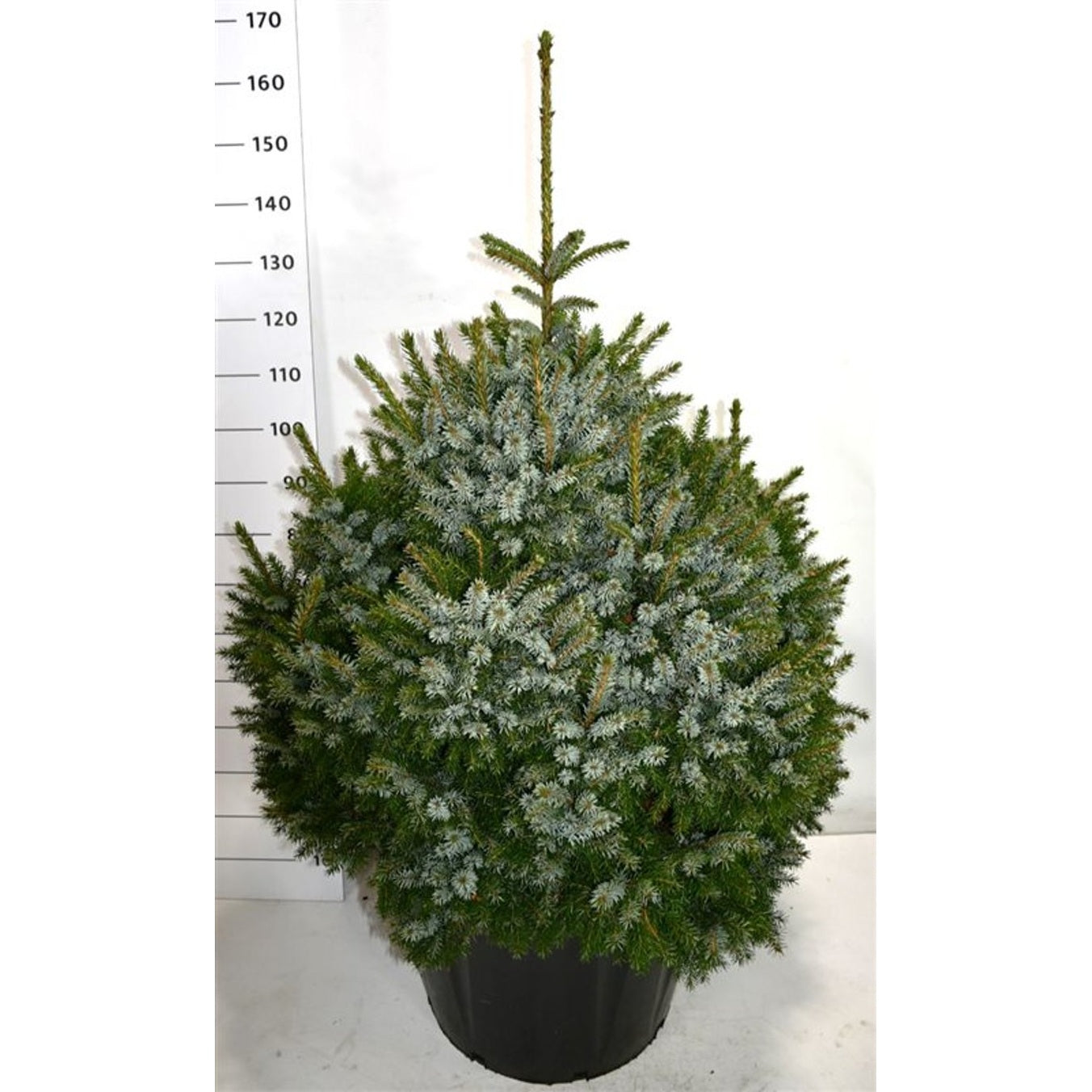 Serbgran – Picea omorika 'Nana' - C110 80-100 CM