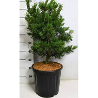 Japansk vit­tall – Pinus parviflora 'Bonsai' - C18 50-60 cm.