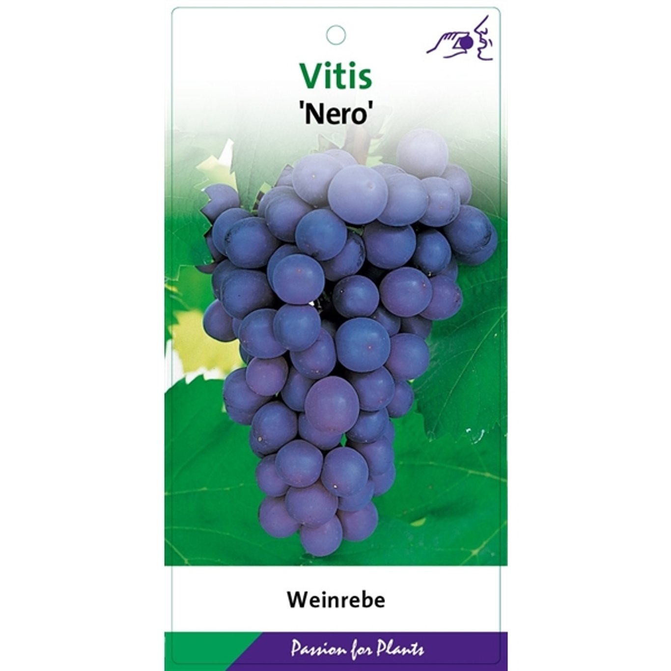 Vinranka – Vitis 'Nero' - C2 60-80 CM Stick