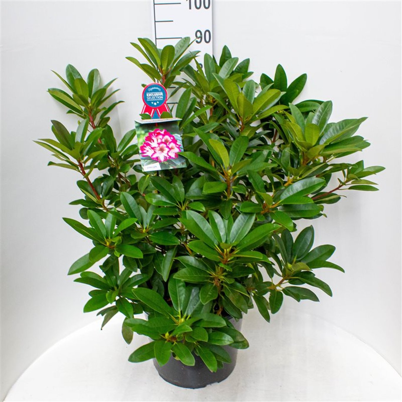 Rhododendron – Rhododendron 'Hans Hachmann'® - C20 60-70 CM