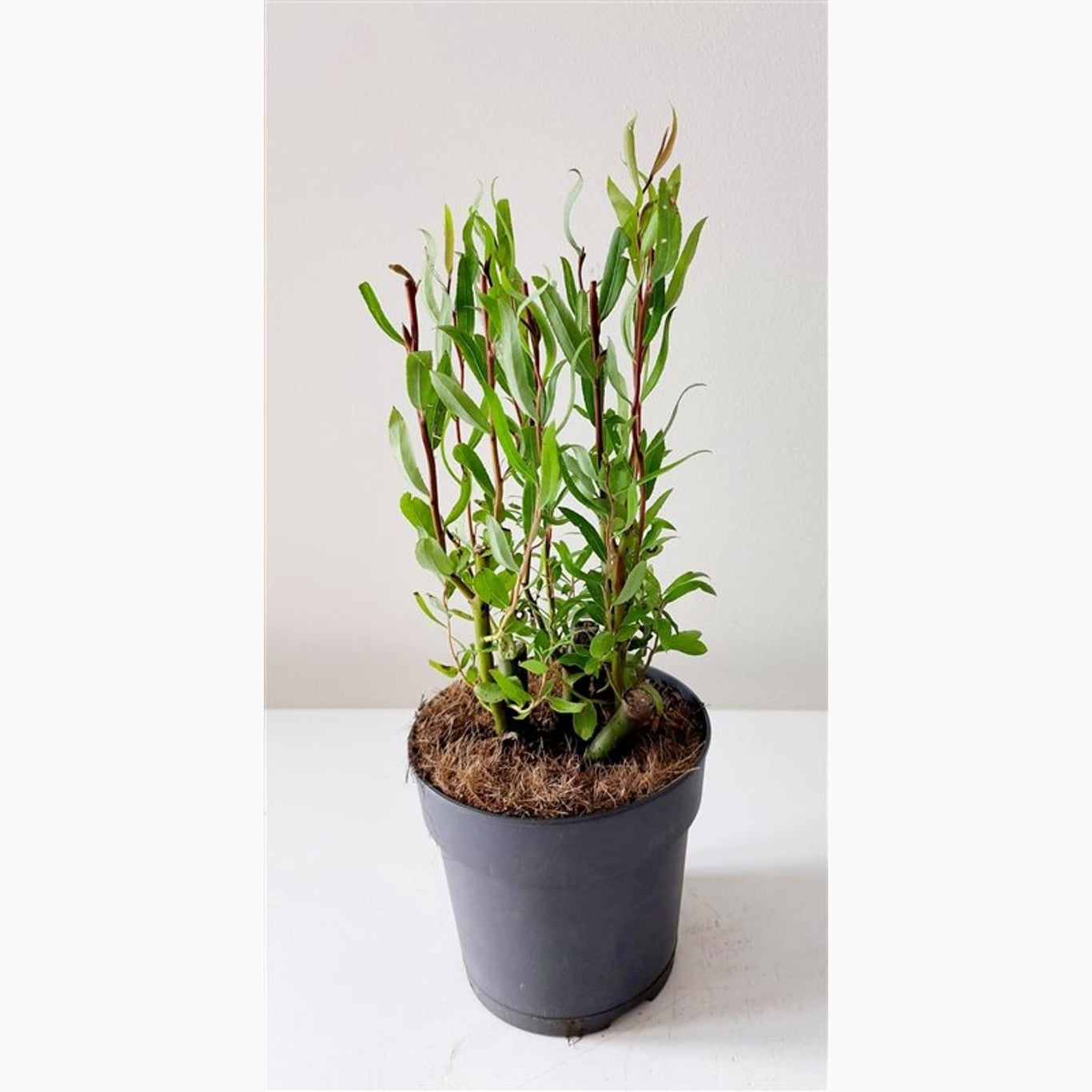 Gråtande pil – Salix babylonica 'Tortuosa' - P12