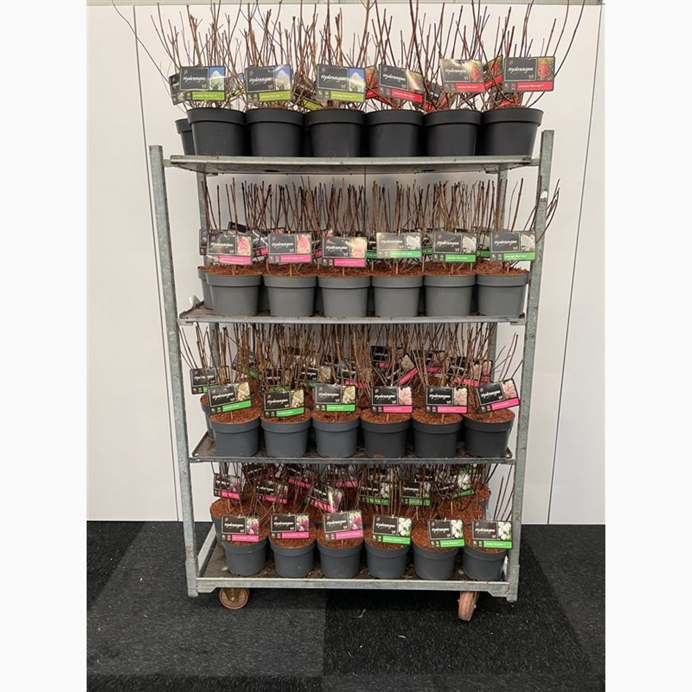 Syrenhortensia – Hydrangea paniculata 'Silver Dollar' - C4