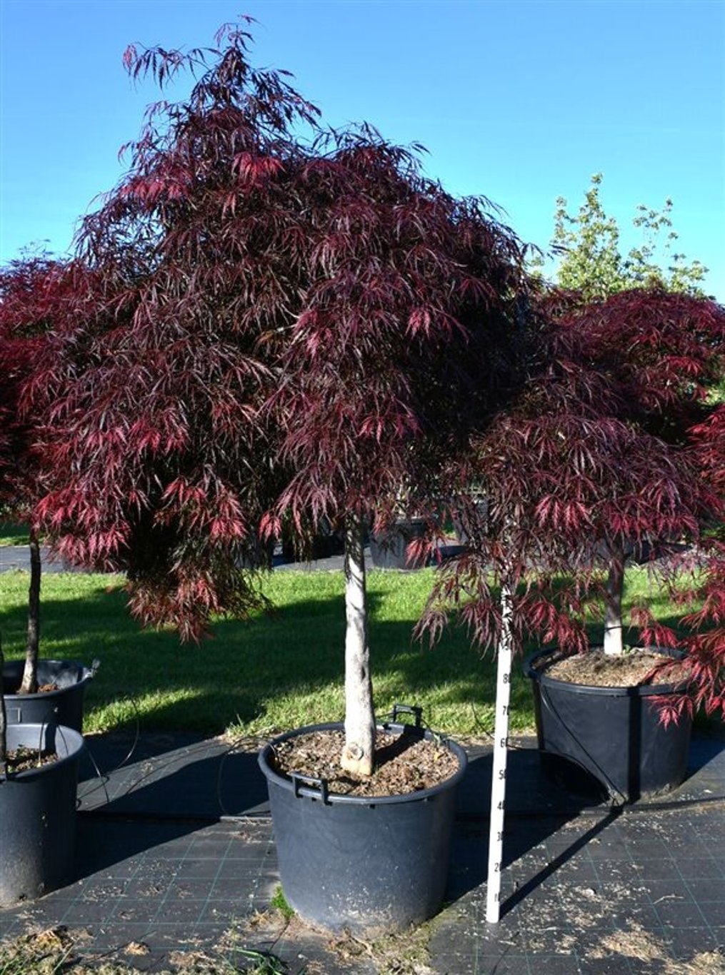 Japansk lönn – Acer palmatum &