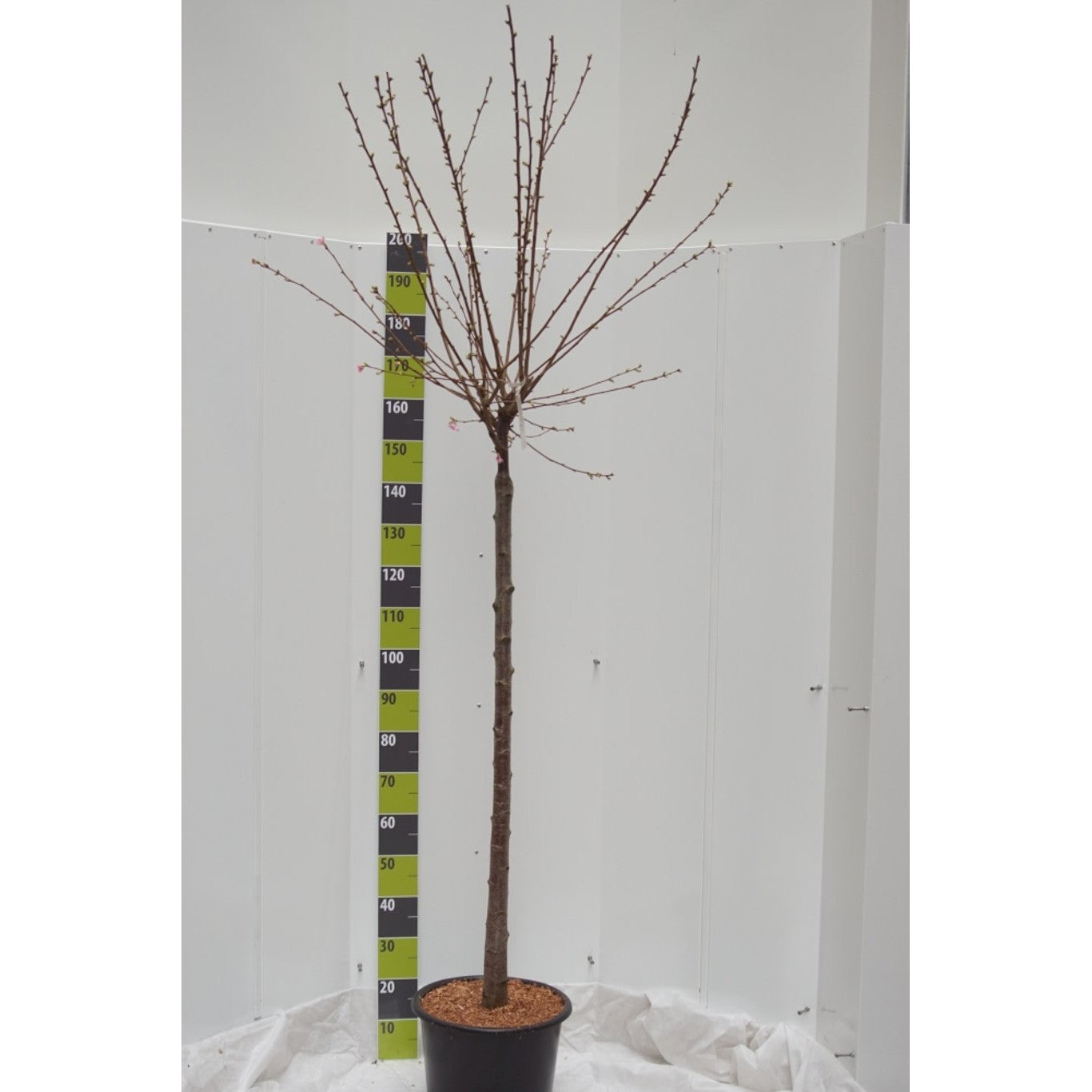 Japanskt körsbär – Prunus 'Okame' - 120 CM Stem C20