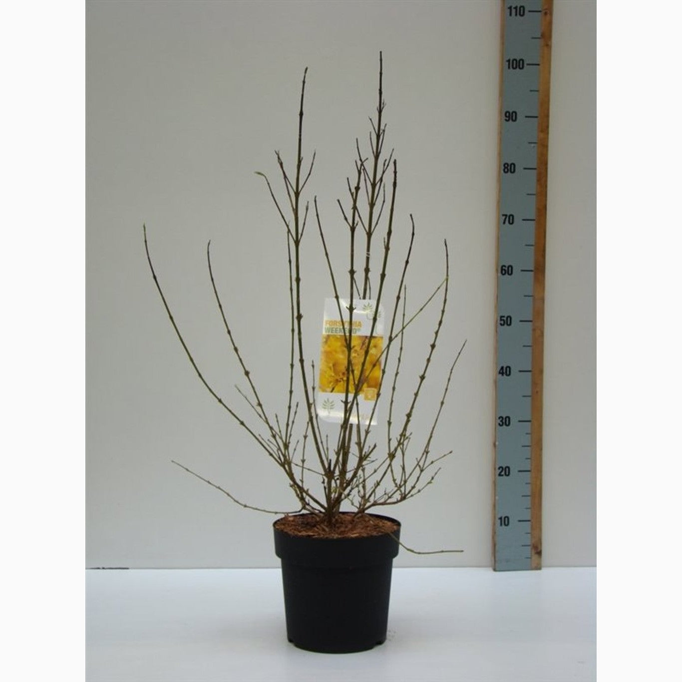 Forsythia – Forsythia intermedia 'Week-End' - C4,6 50-60 CM