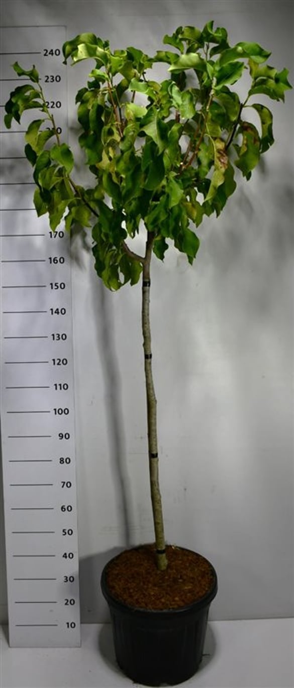 Magnolia – Magnolia &