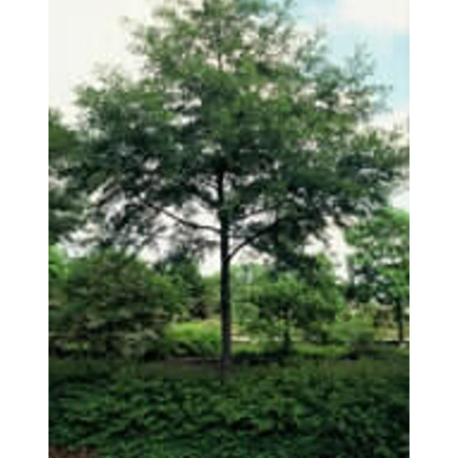 Klibb-al – Alnus glutinosa 'Laciniata' - 10/12 in Cont HO/ST