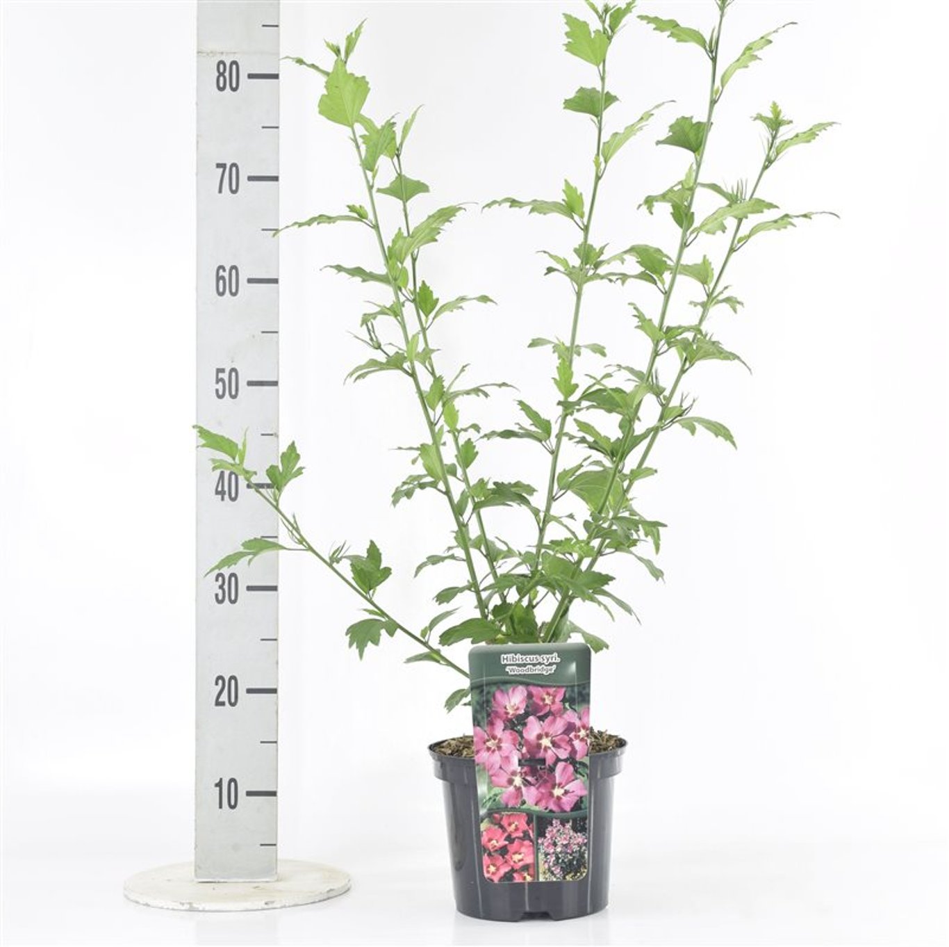 Hibiskus – Hibiscus syriacus 'Woodbridge' - C5 30-40 CM