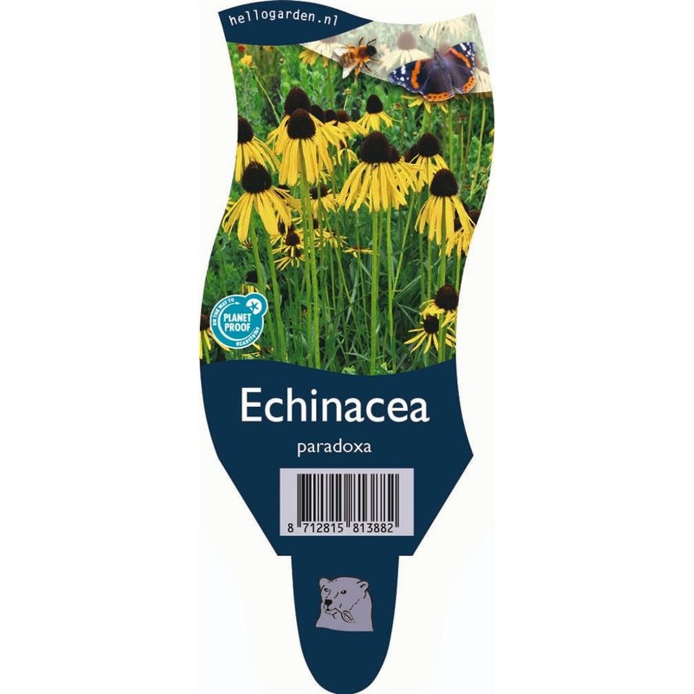 Gul solhatt – Echinacea paradoxa - P11