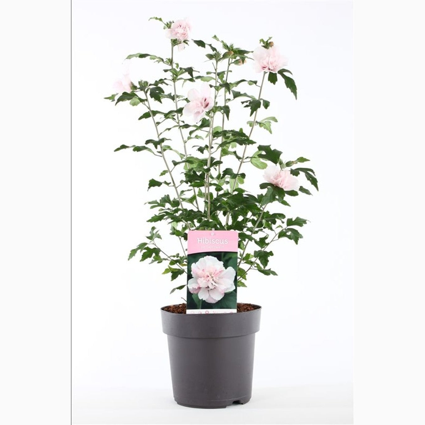 Hibiskus – Hibiscus syriacus 'Lady Stanley' - C5