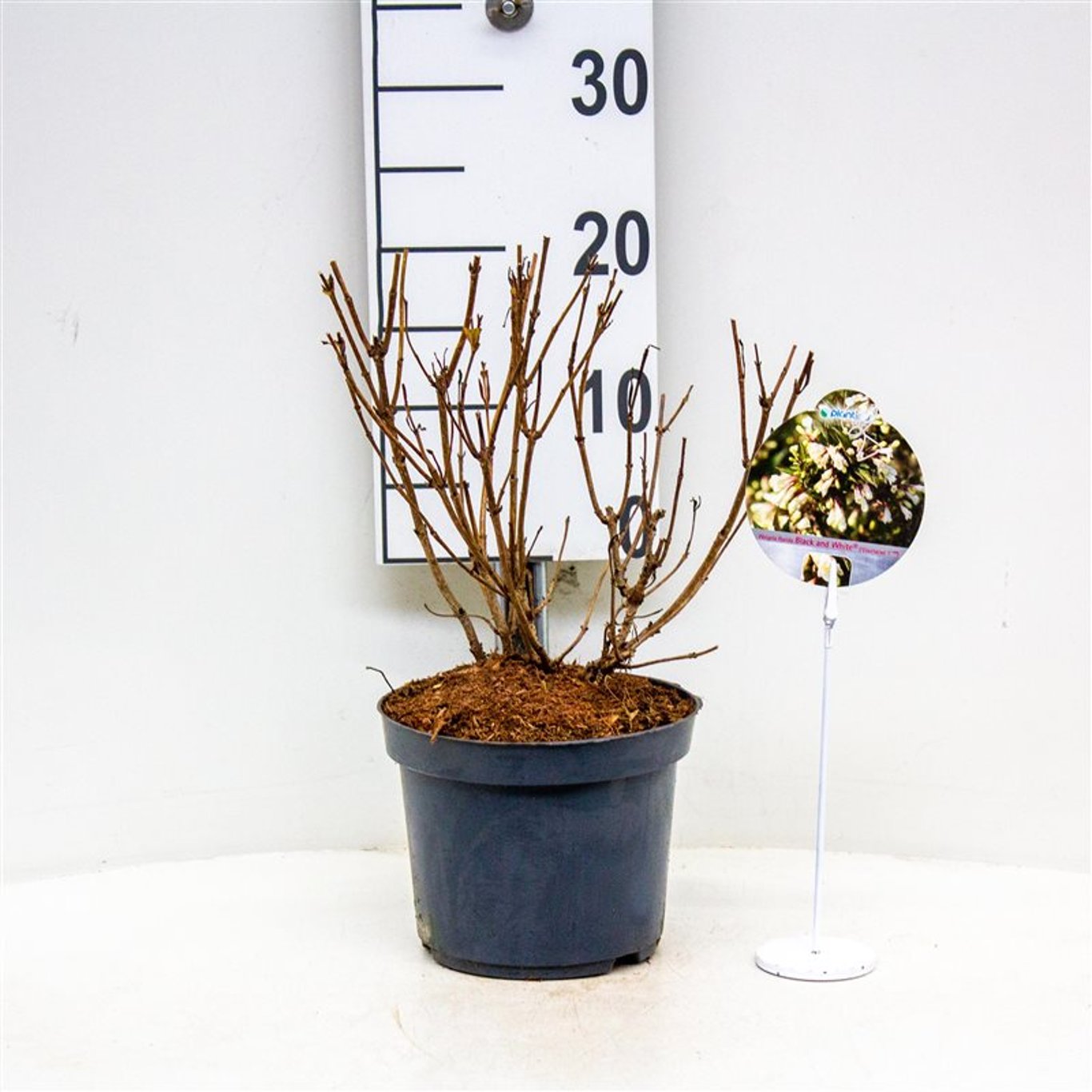 Praktweigela – Weigela florida 'Black & White'® - C3 30-40 CM