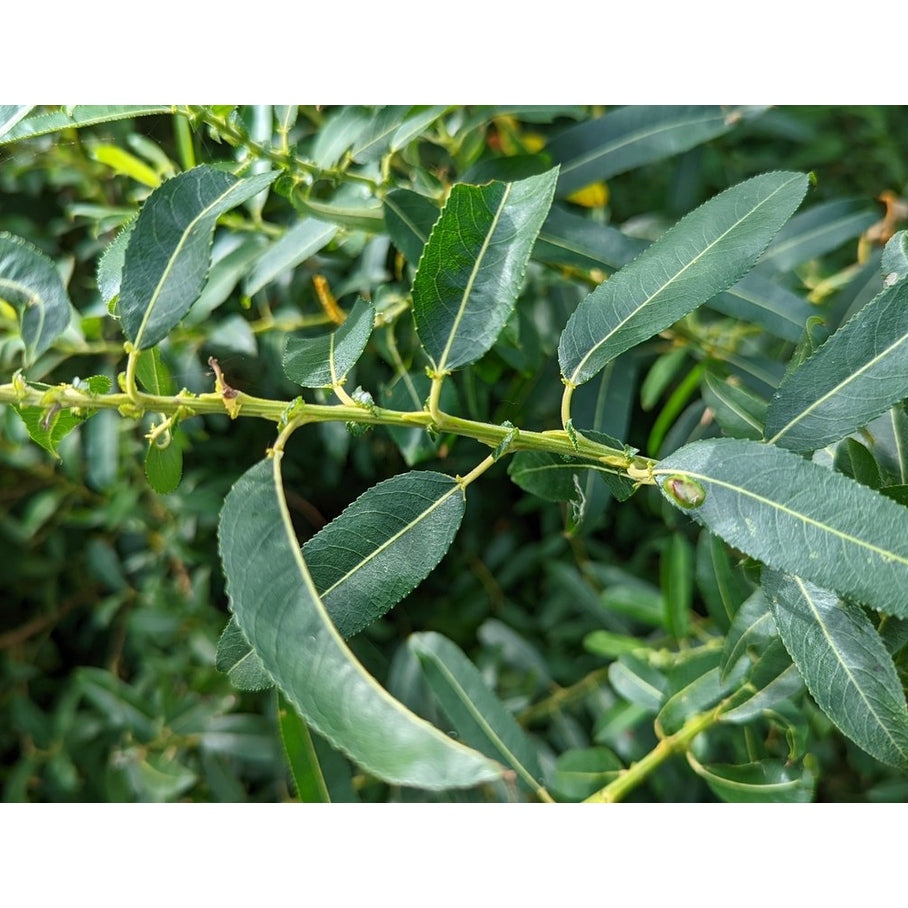 Korgvide – Salix triandra - 120-150 CM bare root 0/1  1-2 branche