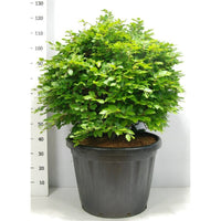 Bok – Fagus sylvatica - C80 80-90 cm. Bol