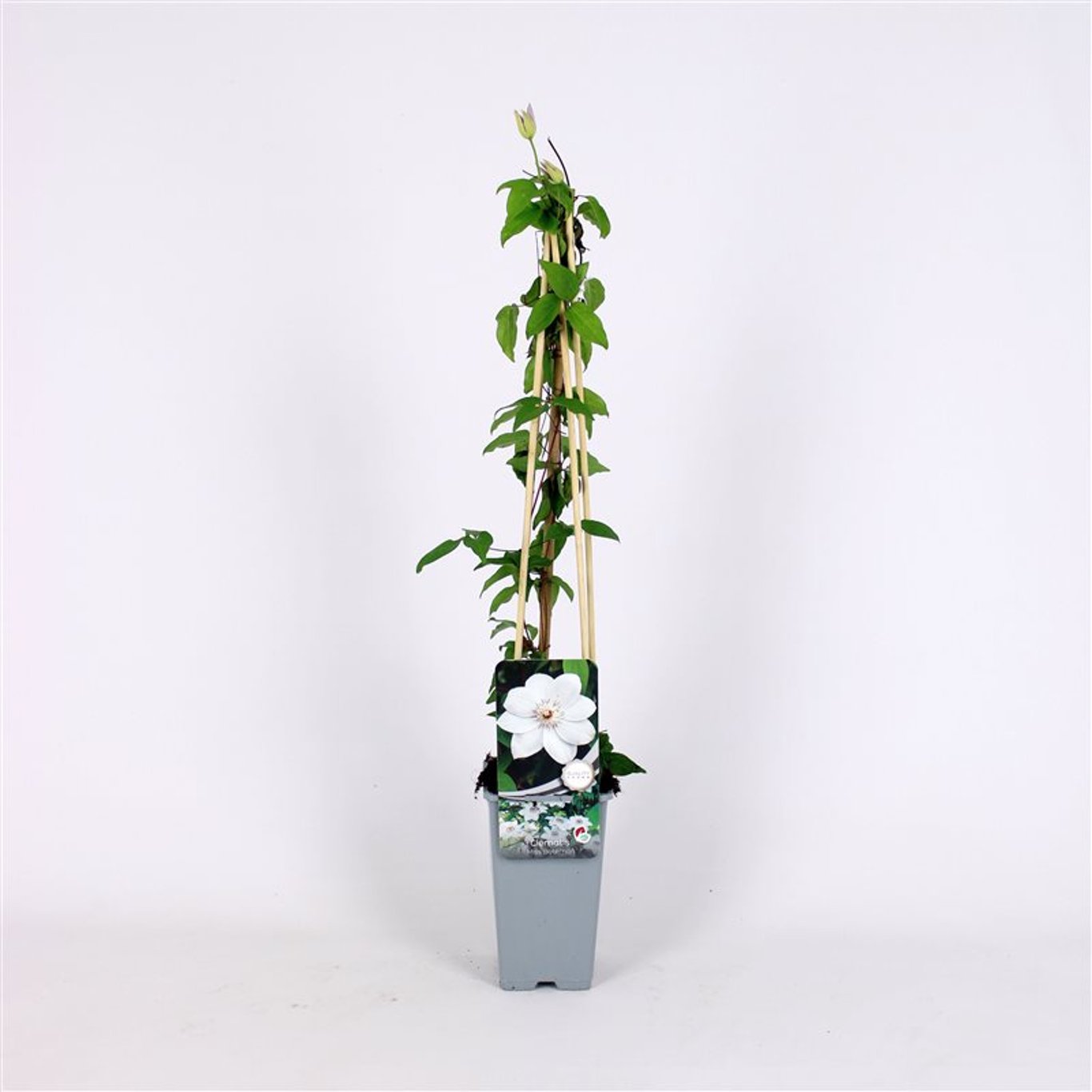 Klematis – Clematis 'Miss Bateman' - C2 70/+ CM