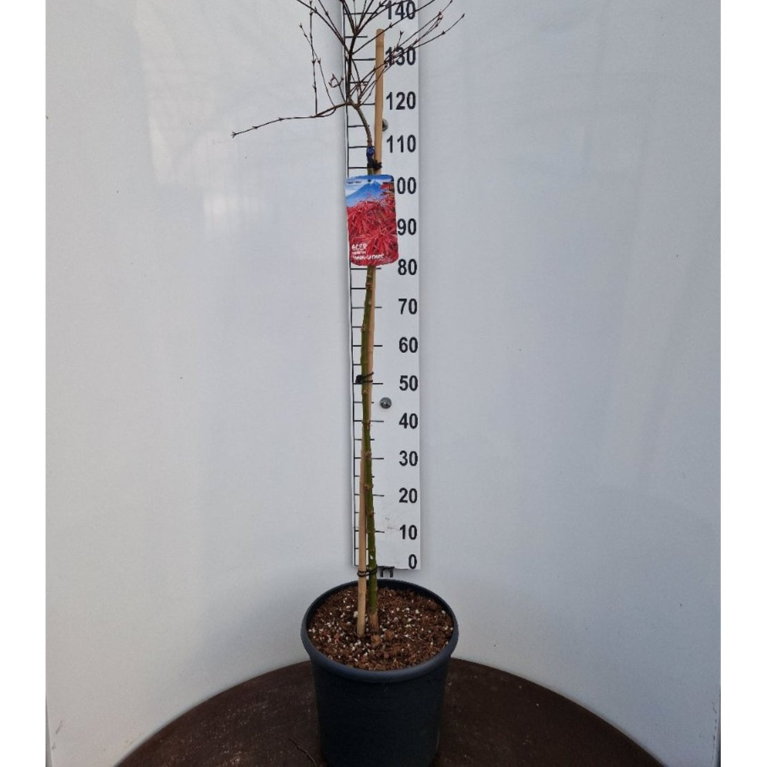 Japansk lönn – Acer pal. 'Inaba-shidare' - 90 CM Stem C20