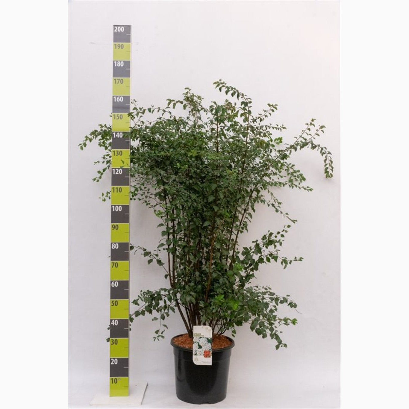 Brudspirea – Spiraea vanhouttei 'Gold Fountain' - C20 125-150 CM