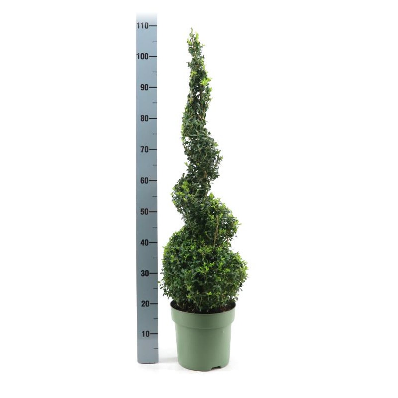 Buxbom – Buxus sempervirens - 60-70 CM Spiral Cont.