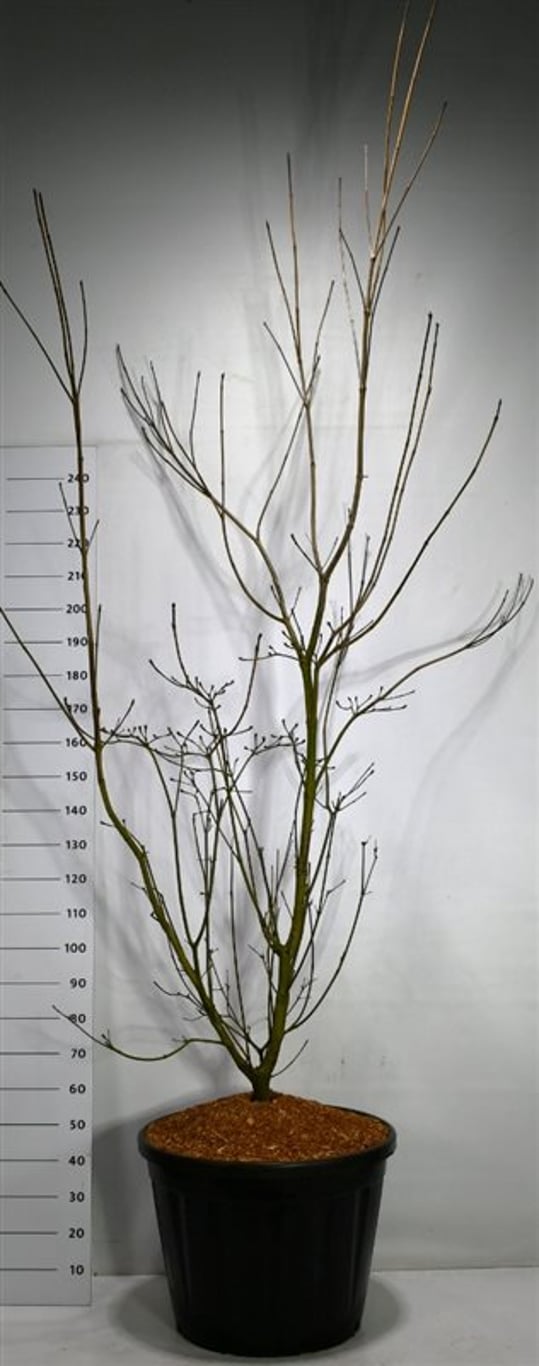 Storblommig kornell – Cornus &