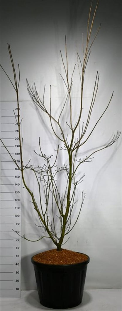 Storblommig kornell – Cornus &