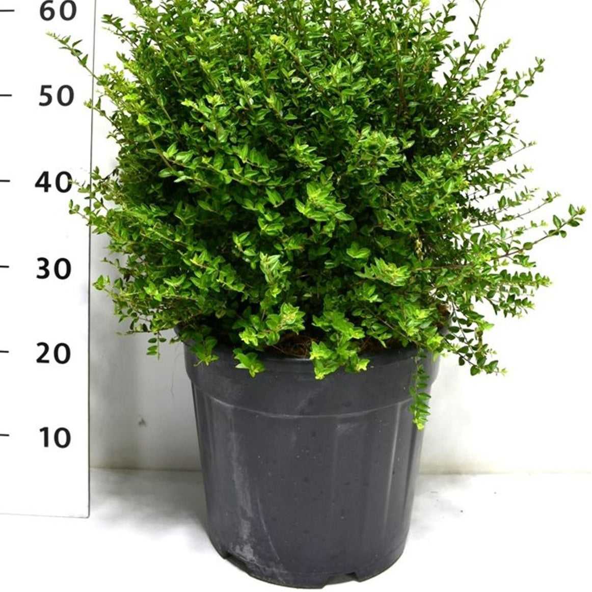 Glansbuske – Lonicera nitida 'Copper Glow' - C15 30-40 cm. Bol