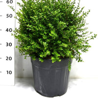 Glansbuske – Lonicera nitida 'Copper Glow' - C15 30-40 cm. Bol