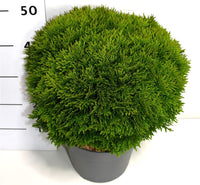 Thuja – Thuja occidentalis 'Danica' - C7.5 40-45 cm