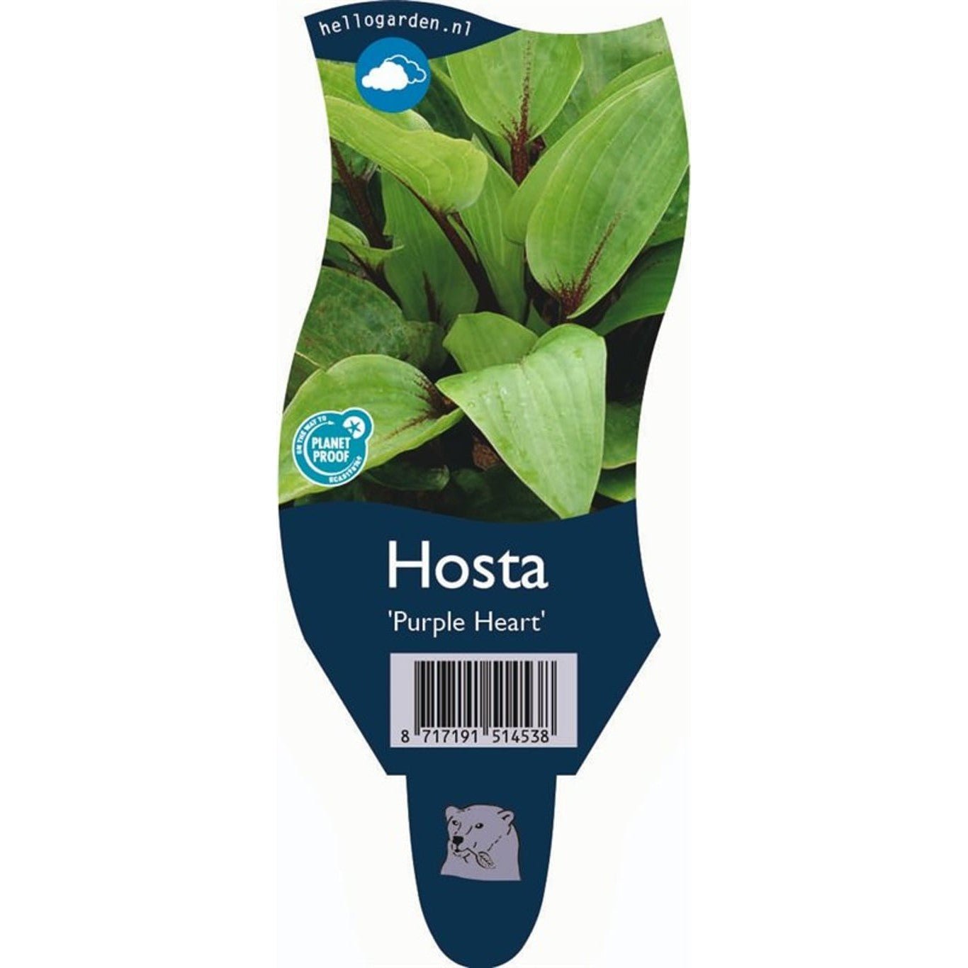 Funkia – Hosta 'Purple Heart' - P11