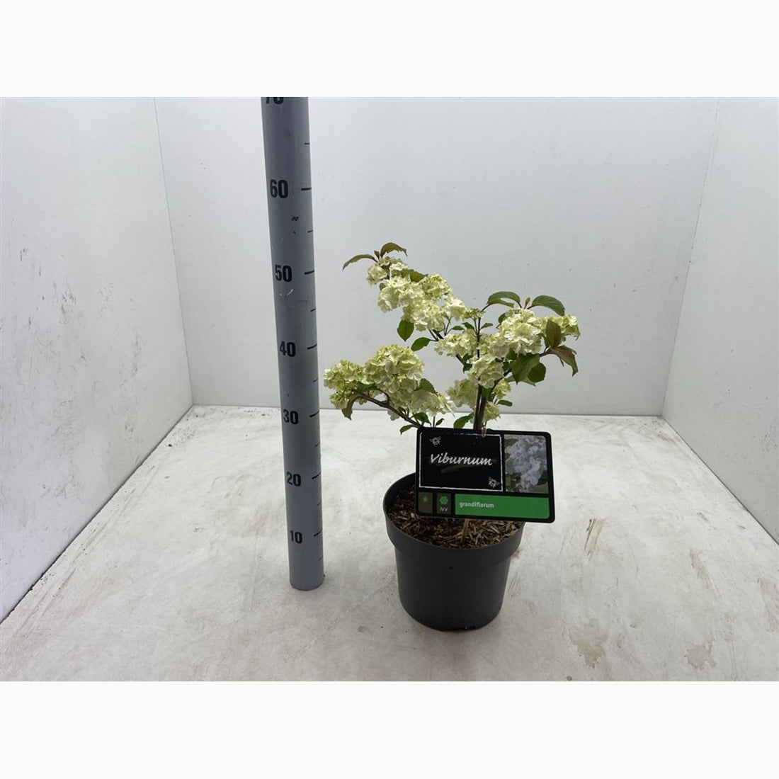 Japanskt olvon – Viburnum plicatum &