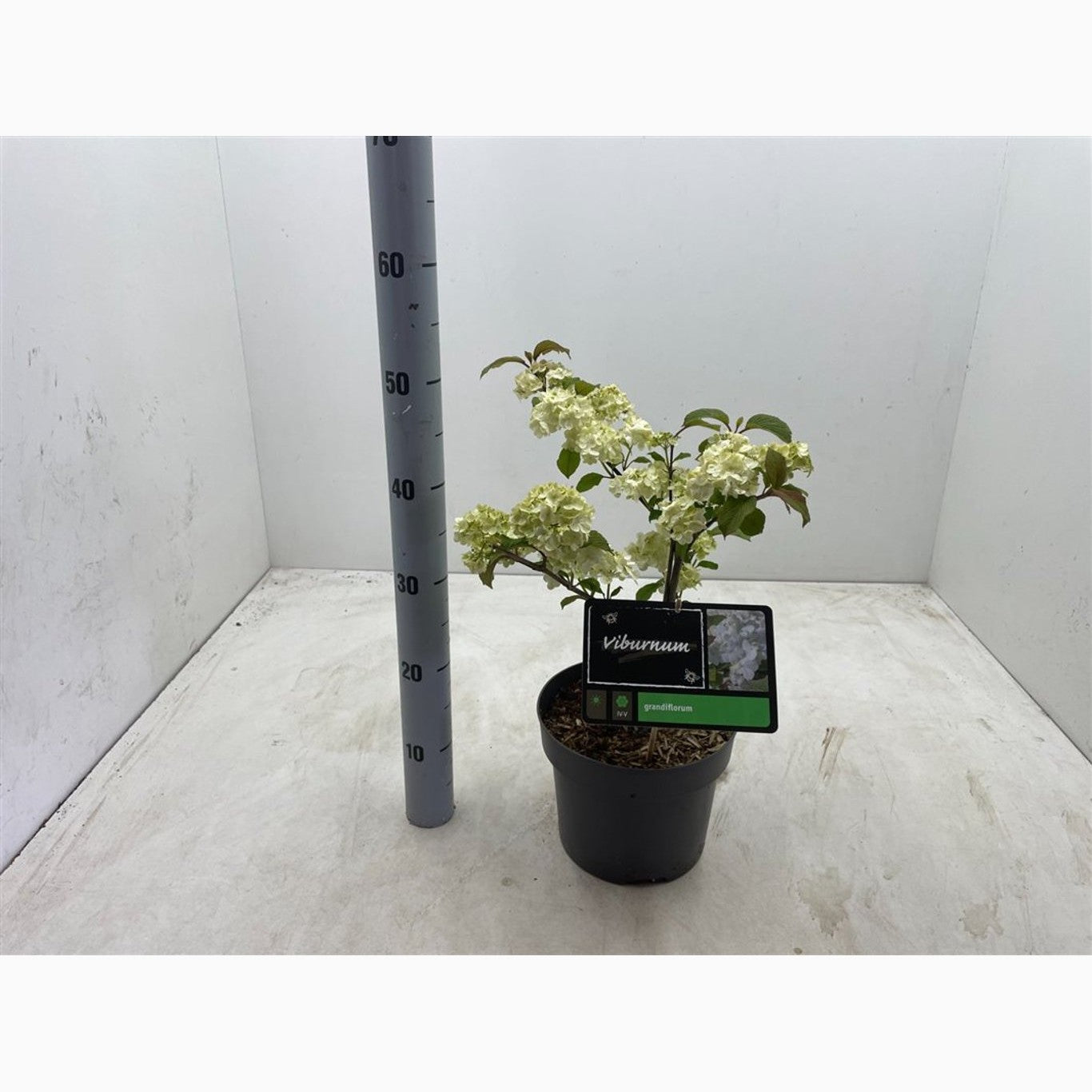 Japanskt olvon – Viburnum plicatum 'Grandiflorum' - C4