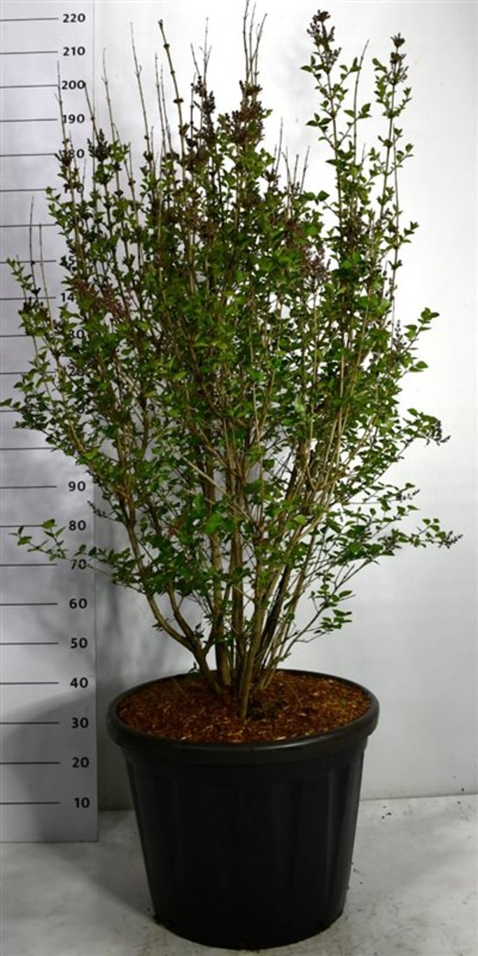 Syren – Syringa 'Josée' - C80 125-150 cm.