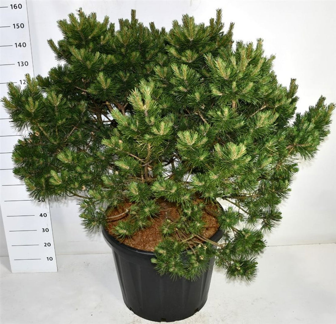 Bergtall – Pinus mugo &