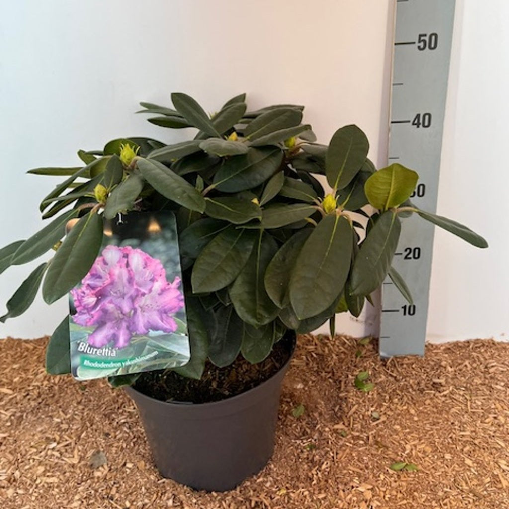 Rhododendron – Rhododendron (Y); 'Blurettia' - C5 25-30 CM