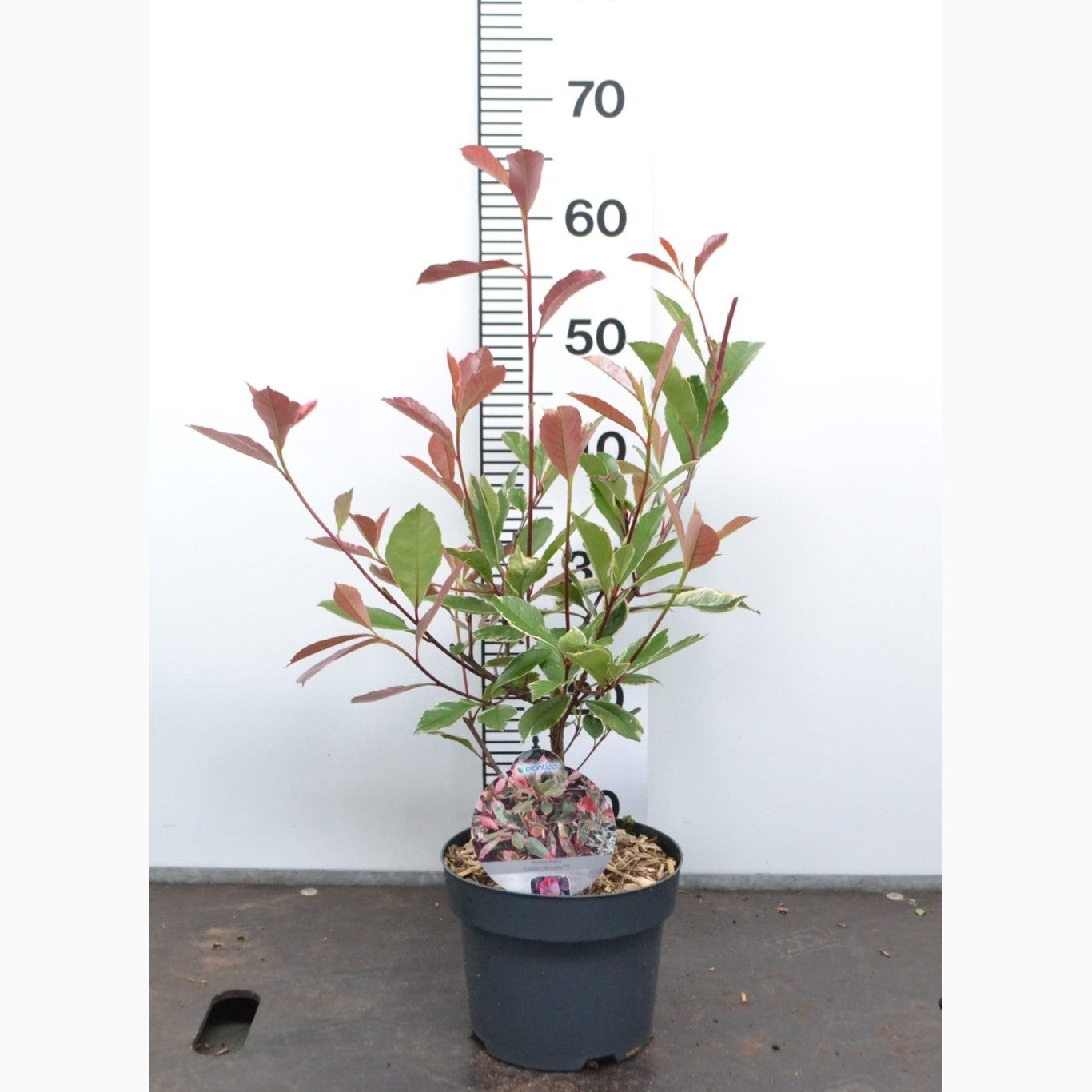 Fotinia – Photinia fraseri 'Louise'® - C3 20-40 CM