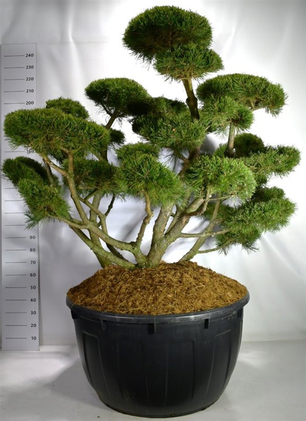 Bergtall – Pinus mugo &