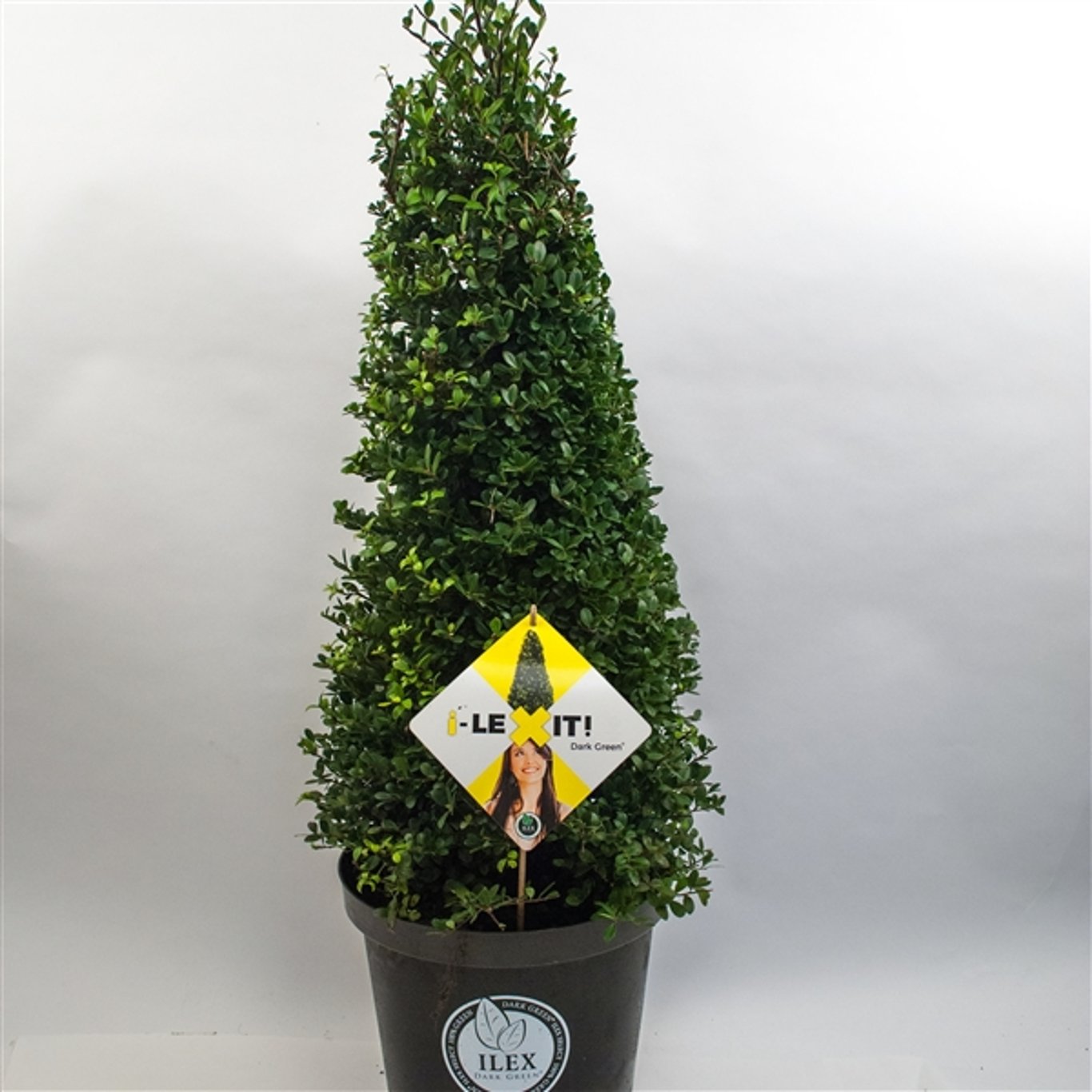 Japansk järnek – Ilex crenata 'Dark Green'® - 60-70 CM Cone Cont.
