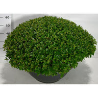 Japansk azalea – Rhododendron (AJ) 'Aladdin Scout' - C60 80-90 cm. Bol Plateau