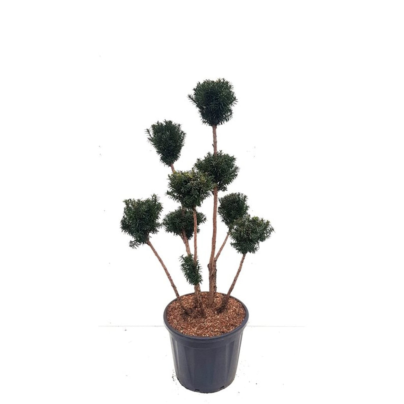 Hybrididegran – Taxus media 'Hicksii' - 100-120 CM PonPon Cont.