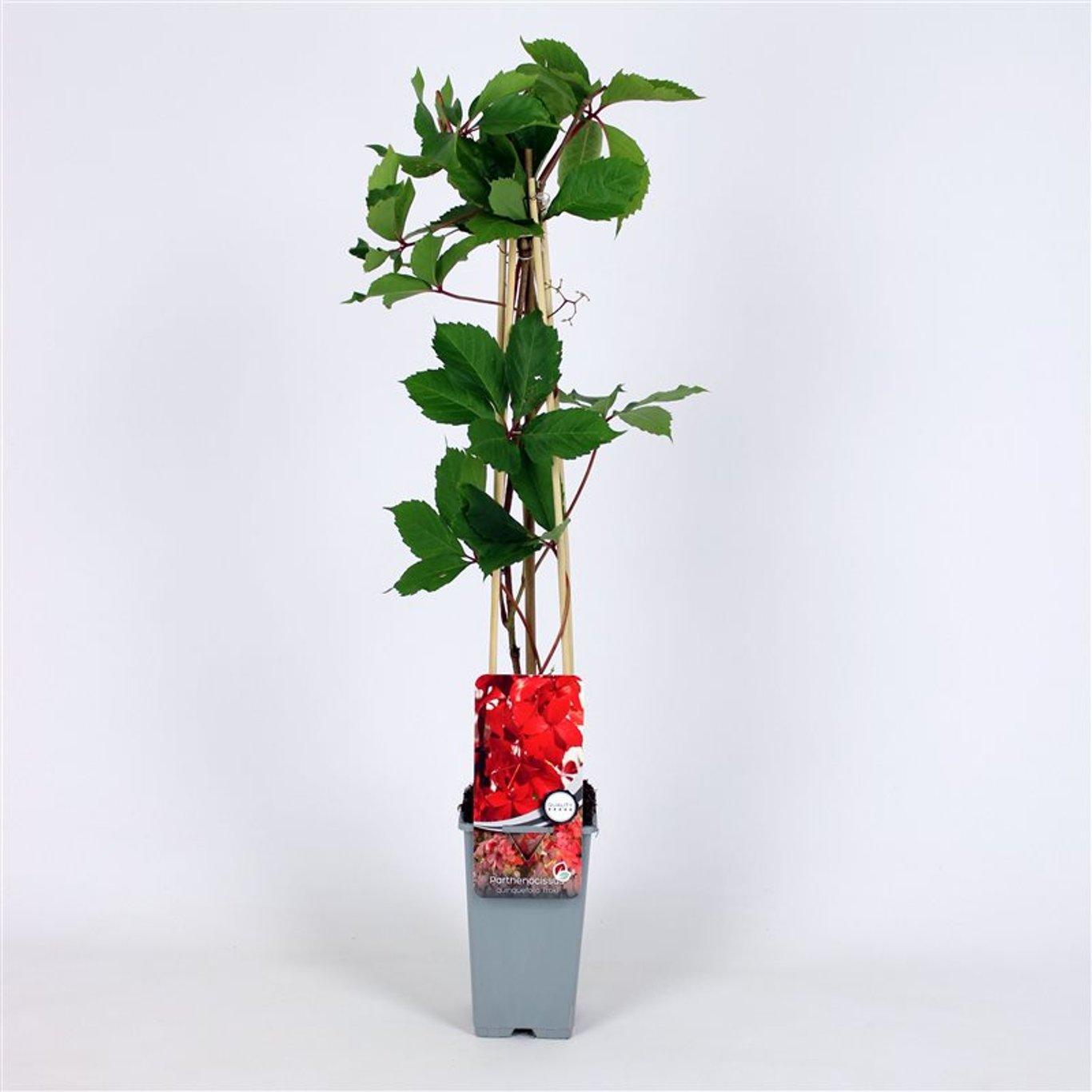 Klättervildvin – Parthenocissus quinquefolia 'Troki' - C2 70/+ CM